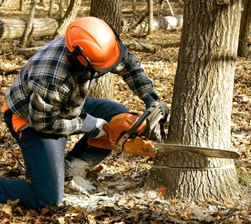 Tree Removal in Isle Saint George, OH